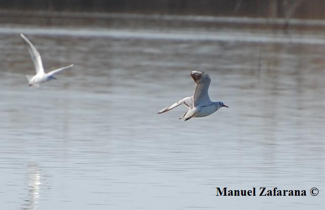 Volo del Gabbiano